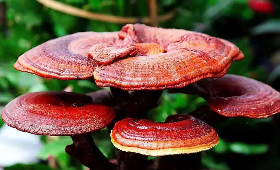 正處三伏天，靈芝孢子粉養生正當時