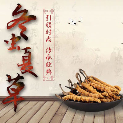 桂仁課堂 | 冬蟲夏草和蝙蝠蛾擬青霉菌的關系