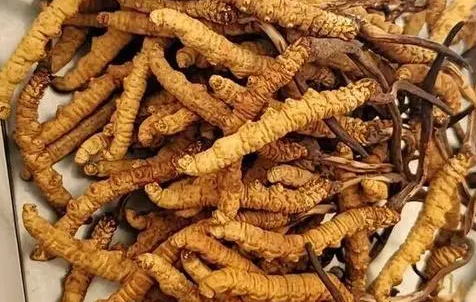 冬蟲夏草那么多種吃法，哪種才能發揮作用？