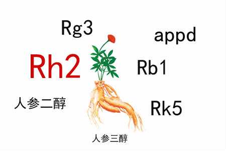 人參皂苷的免疫調(diào)節(jié)作用有什么特殊之處？