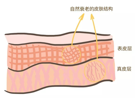 來看看維E是如何抗衰老的，一起看看原理
